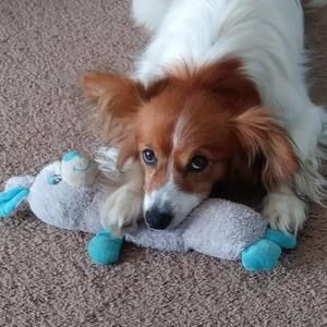 Meet your Posher, Darri